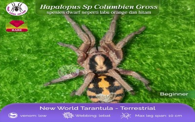 Hapalopus sp. columbien gross female 4-5 cm tarantula